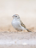 Chipping Sparrow-Santa Clara Texas