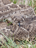 Rattle Snake-Santa Clara  Texas