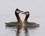 Grhakedopping  Red-necked Grebe