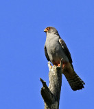 Red-footed Falcon Uppland
