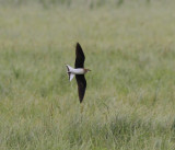 Black-winged Pratincole