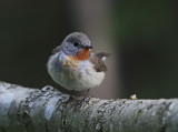 Red-breasted Flycatchee Uppland