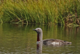 Smlom  Red-throated Loon