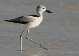 Crab plover