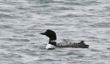 Great Northern Loon