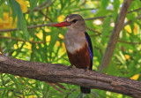 Grey-headed K.