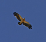 Greater Spotted Eagle fulvescens