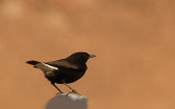 Black Wheatear  West-sahara