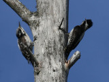 Three-toed Woodpecker