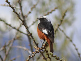 Guldenstadts Redstart  Georgien