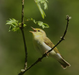Grönsångare  Wood Warbler
