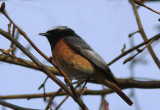 Common Redstart