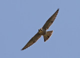 Pilgrimsfalk  Peregrine Falcon