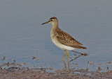 Wood Sandpiper