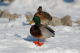 Mallard