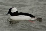 Bufflehead