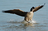 Canada Goose