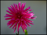 Dahlia 8.JPG