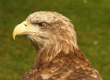 Sea-Eagle