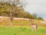 Big Meadows Deer
