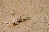 Tiny Crab chilling on the Beach