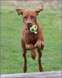 Vizsla Ginny Ball Sport Fanatic.