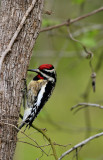 Yellow-bellied Sapsucker.jpg