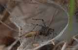 Funnelweb Spider.jpg