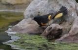 Redstart male.jpg