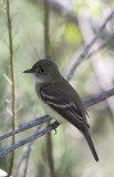 Acadian Flycatcher.jpg