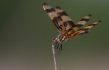 Halloween Pennant.jpg