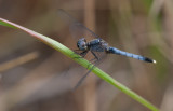 Little Blue Dragonlet.jpg