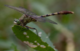 Jade Clubtail.jpg