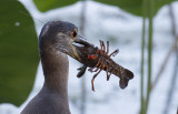 Yellow-crowned Night Heron.jpg