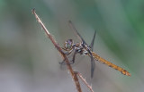 Roseate Skimmer.jpg