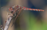 Variegated Meadowhawk 1.jpg