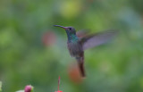 Buff Bellied Hummingbird.jpg