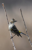 Yellow-rumped Warbler 1.jpg