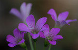 Violet Wood-sorrel 3.jpg