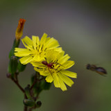flower spider and fly 7.jpg