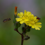 flower spider and fly 3.jpg