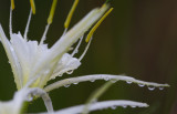 Spider Lily.jpg