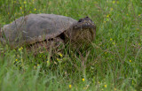 Snapping Turtle 2.jpg
