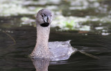 Pied-billed Grebe 1.jpg