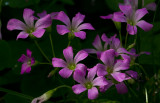 violet wood-sorel.jpg