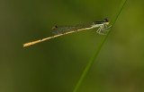 citrine forktail.jpg