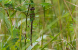 common green darner 1.jpg