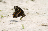 palamedes swallowtail 1.jpg