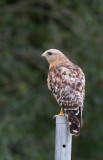 red shouldered hawk.jpg