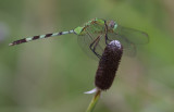 Great Pondhawk.jpg